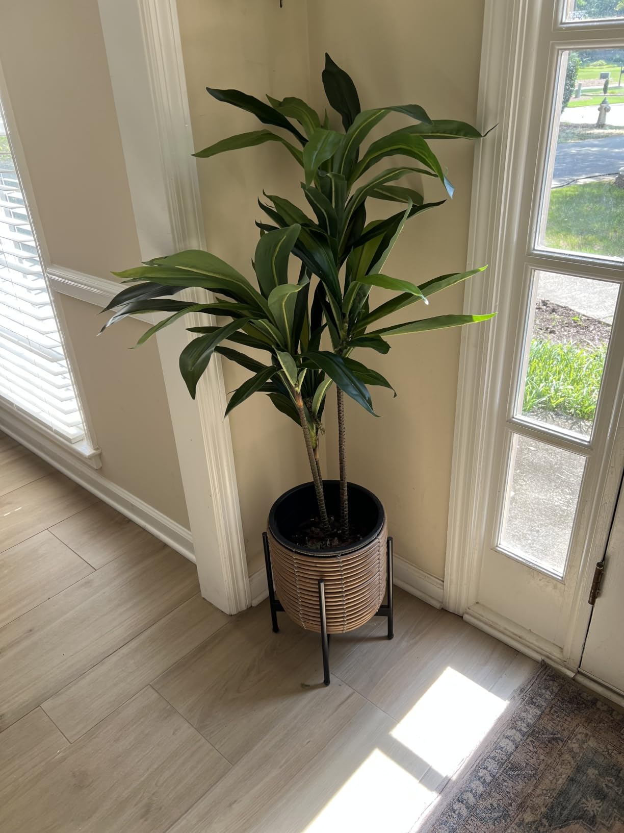 Nearly Natural 48 in Artificial Dracaena Real Touch Plant with Pot customer photo 2
