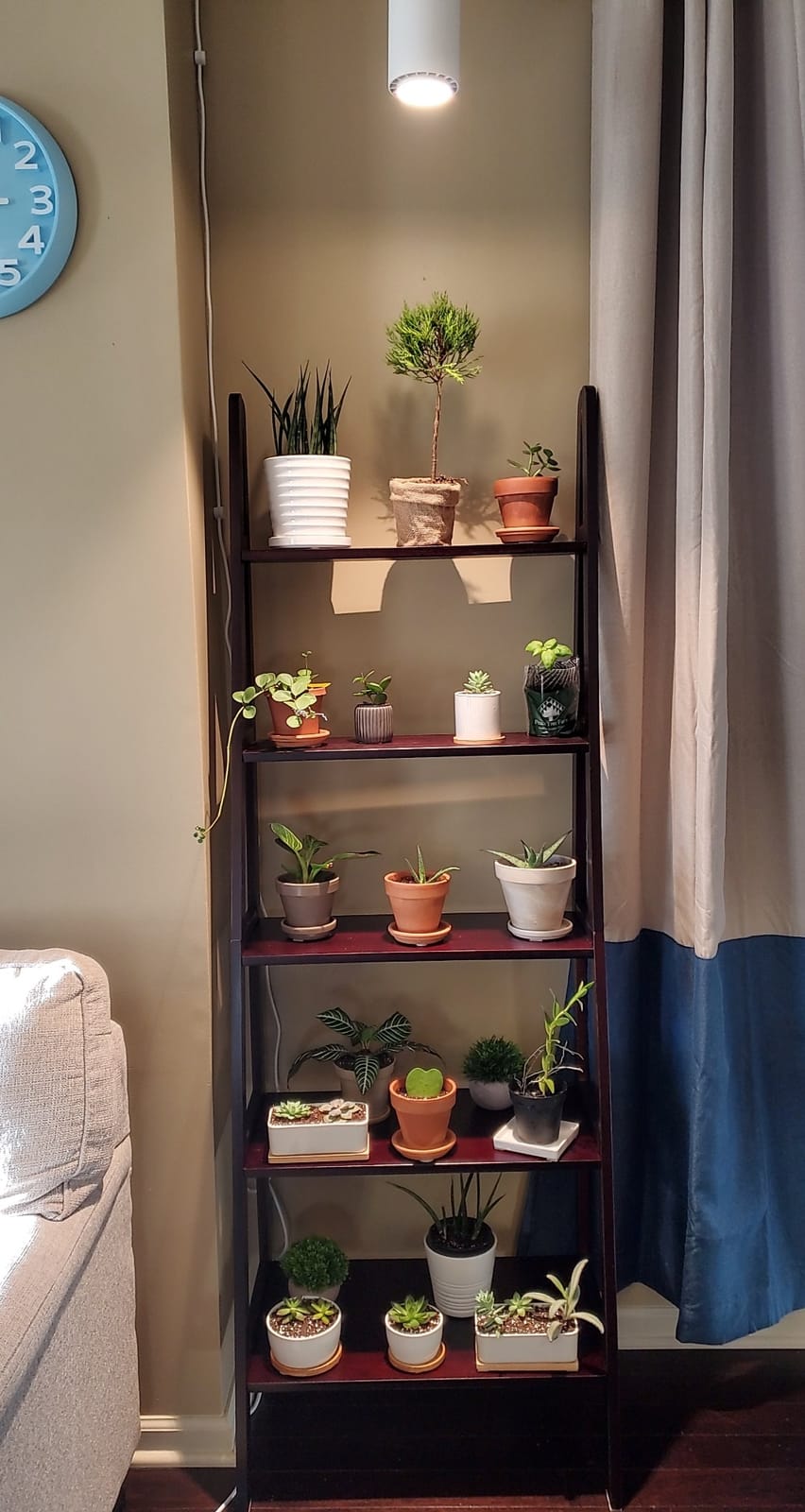 Casual Home 100% Solid Wood 5-Shelf Ladder Bookcase, Standard, 72