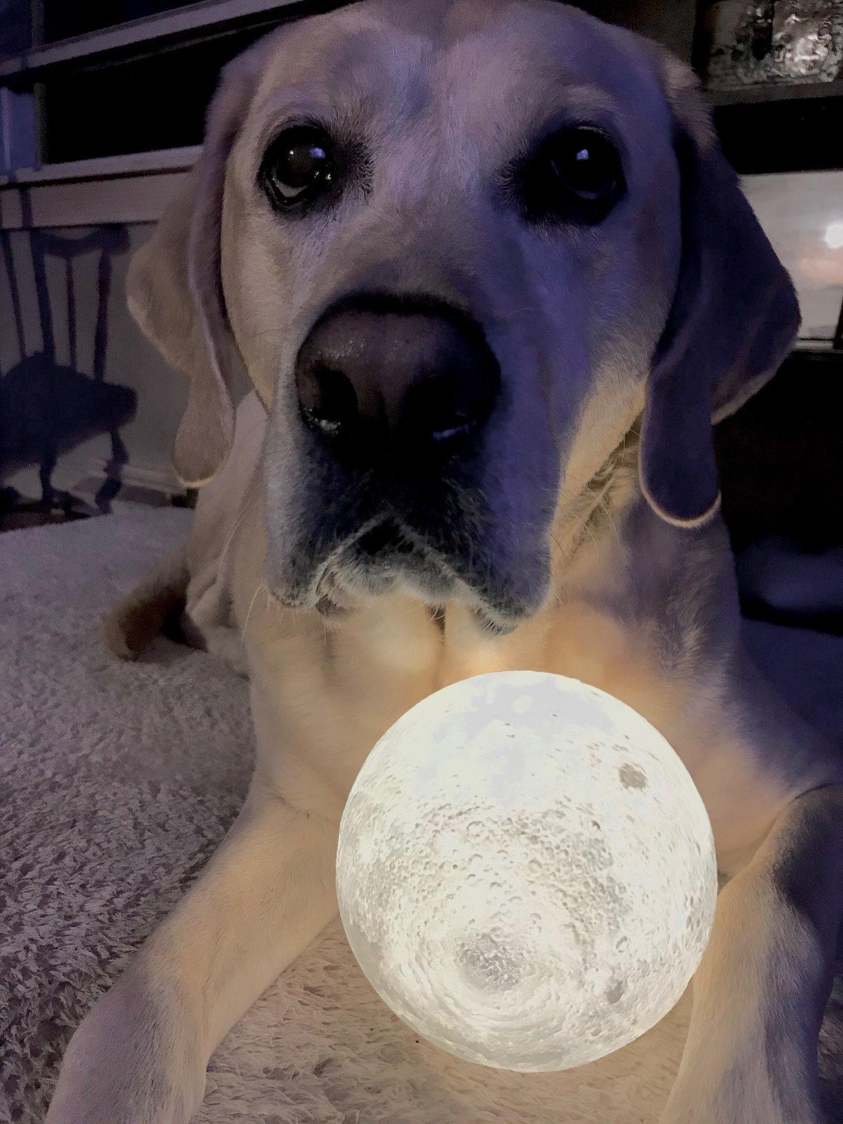 Mydethun Moon Lamp 3D Night Light - Gifts for Mom, Women & Kids, 5.9' Table Decor w/Wooden Base, Proposal Decororation w/Touch-Dimmable & USB Rechargeable, Dual-Color White/Warm Yellow customer photo 2