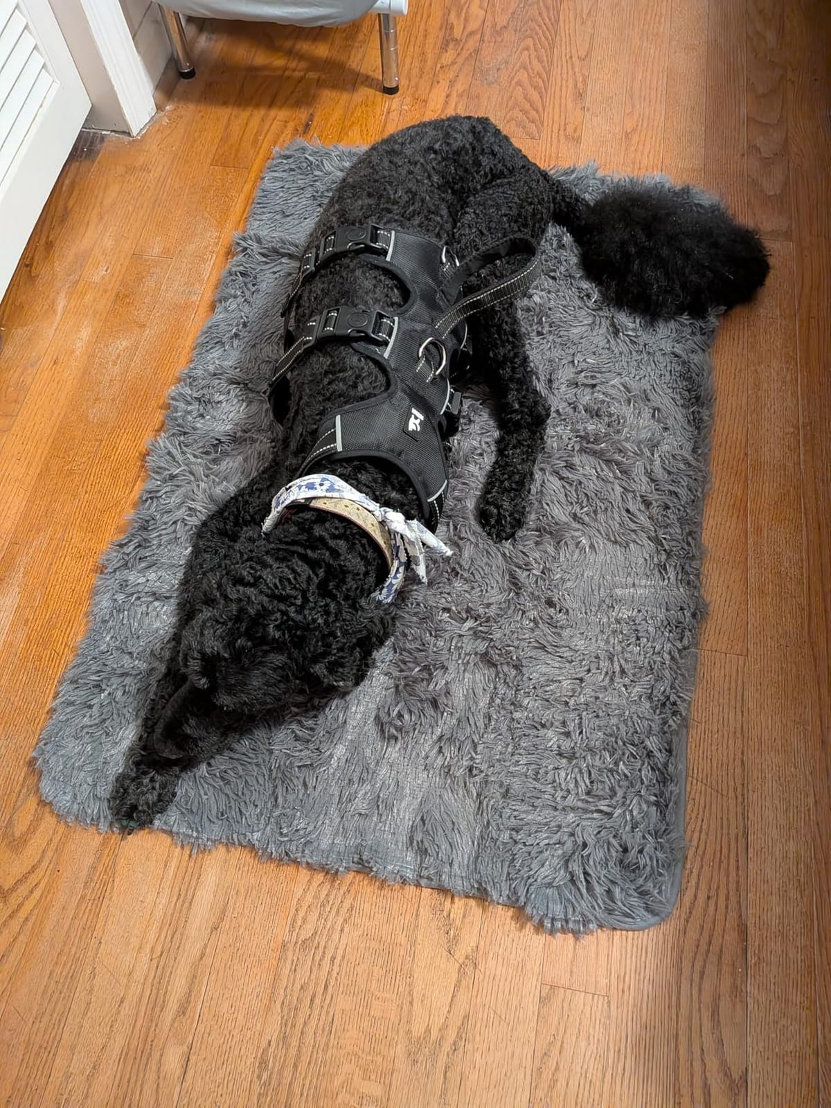 Merelax Soft Area Rug for Livingroom Bedroom, Machine Washable 4x6 Black Rugs Fluffy Shaggy Bedside Rug, Non Slip Indoor Carpet for Nursery Kids Room Home Decor Aesthetic customer photo 2