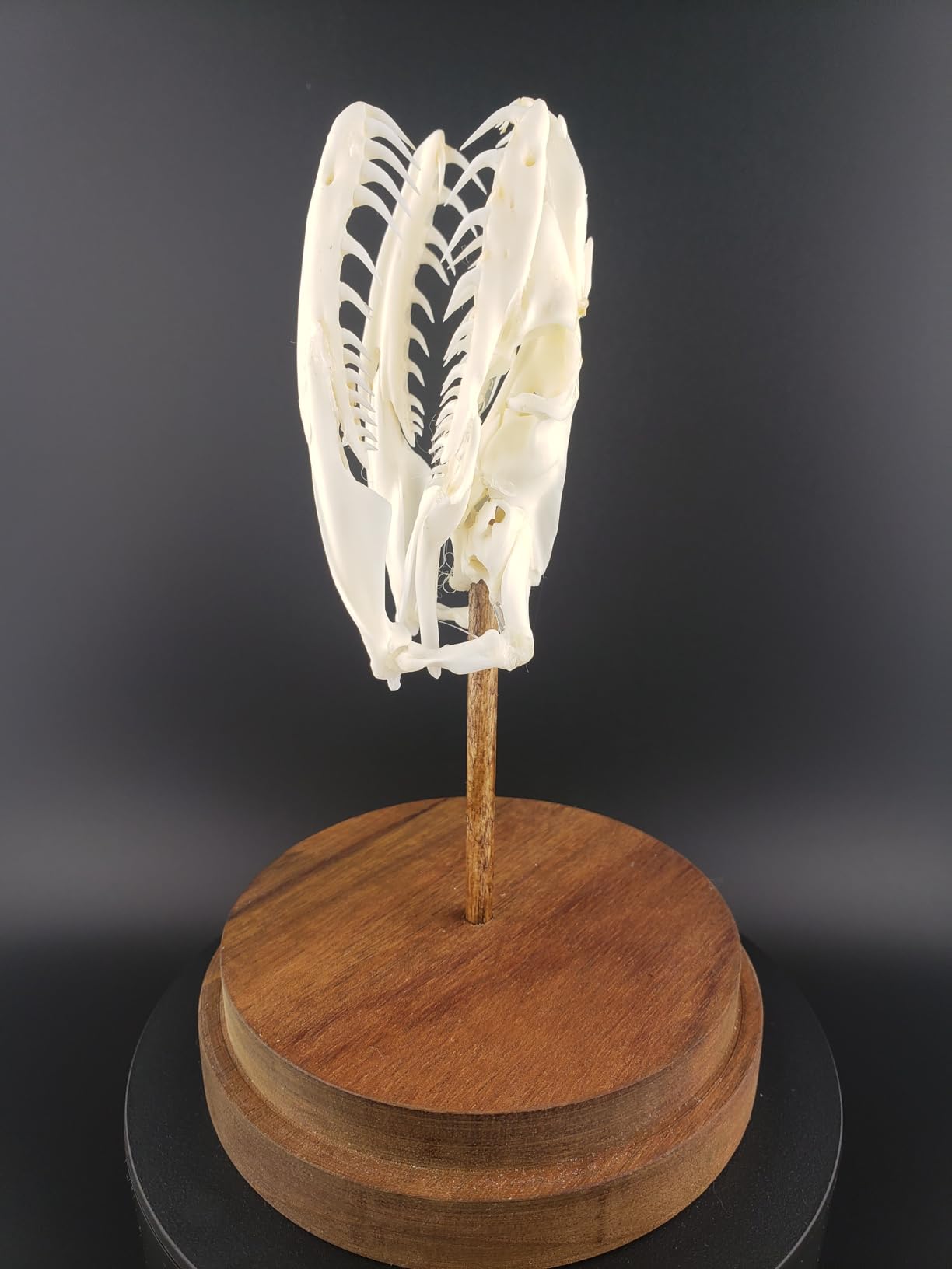 Rotating Display Stand, 5.2
