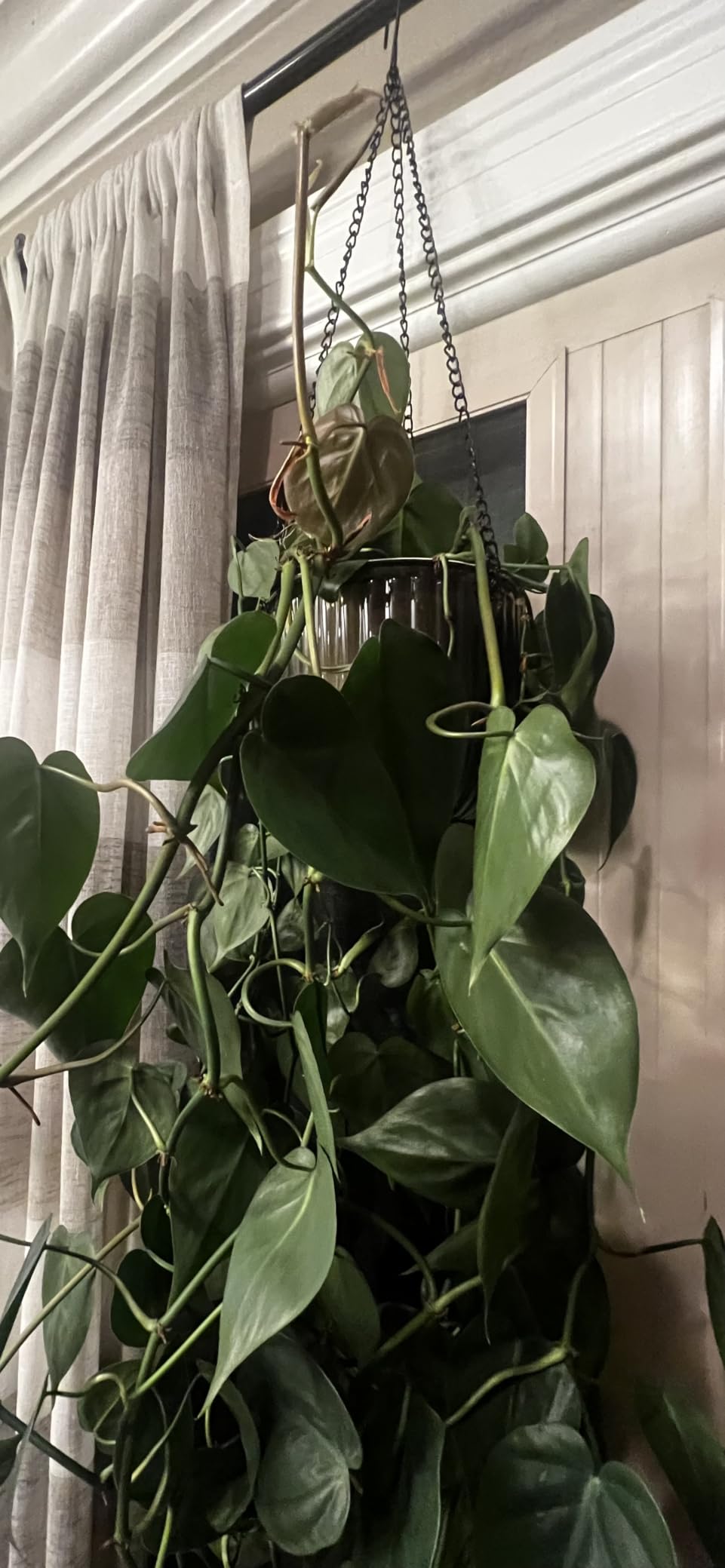 Melphoe 2 Pack Self Watering Hanging Planters Indoor Flower Pots, 6.5 Inch Outdoor Hanging Basket, Plant Hanger with 3Hooks Drainage Holes for Garden Home (Emerald) customer photo 1