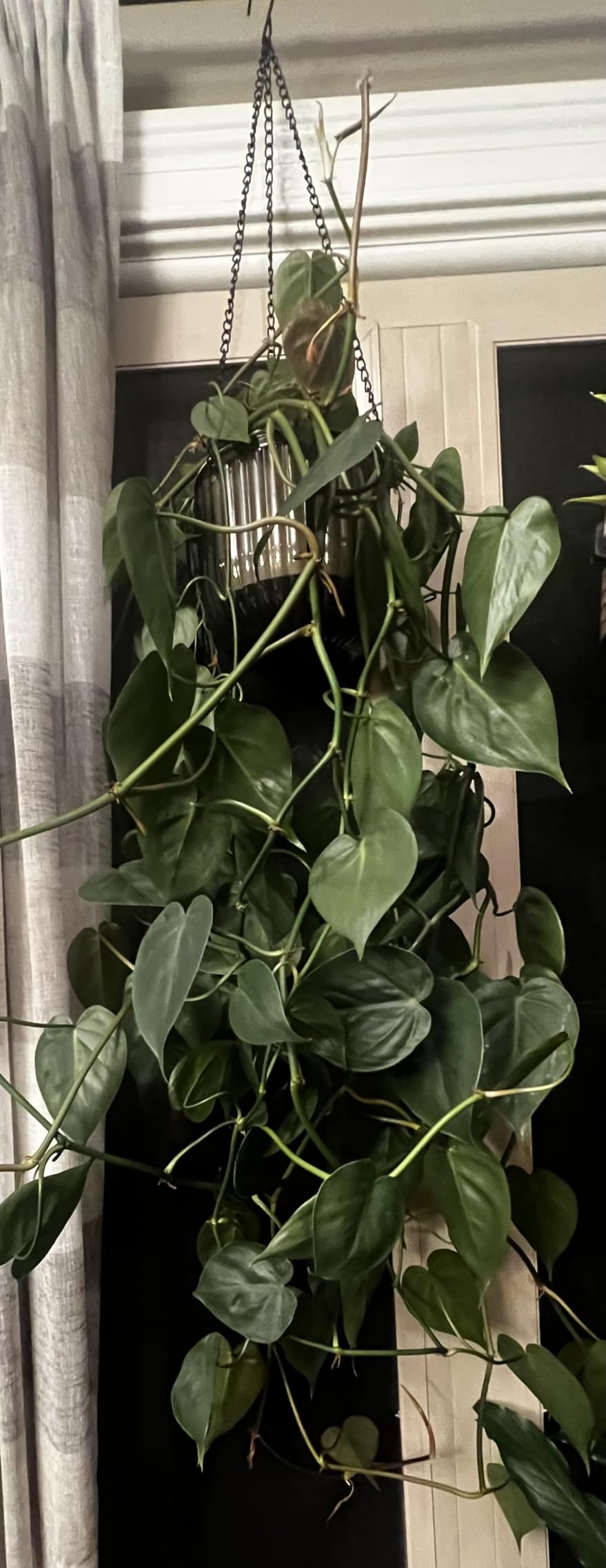 Melphoe 2 Pack Self Watering Hanging Planters Indoor Flower Pots, 6.5 Inch Outdoor Hanging Basket, Plant Hanger with 3Hooks Drainage Holes for Garden Home (Emerald) customer photo 2