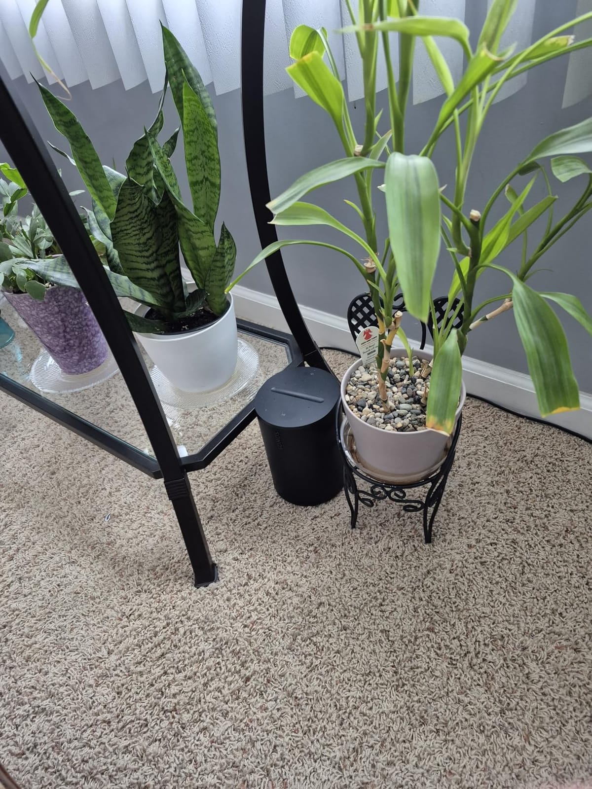 Sonos Era 100 - Black - Wireless, Alexa Enabled Smart Speaker customer photo 1