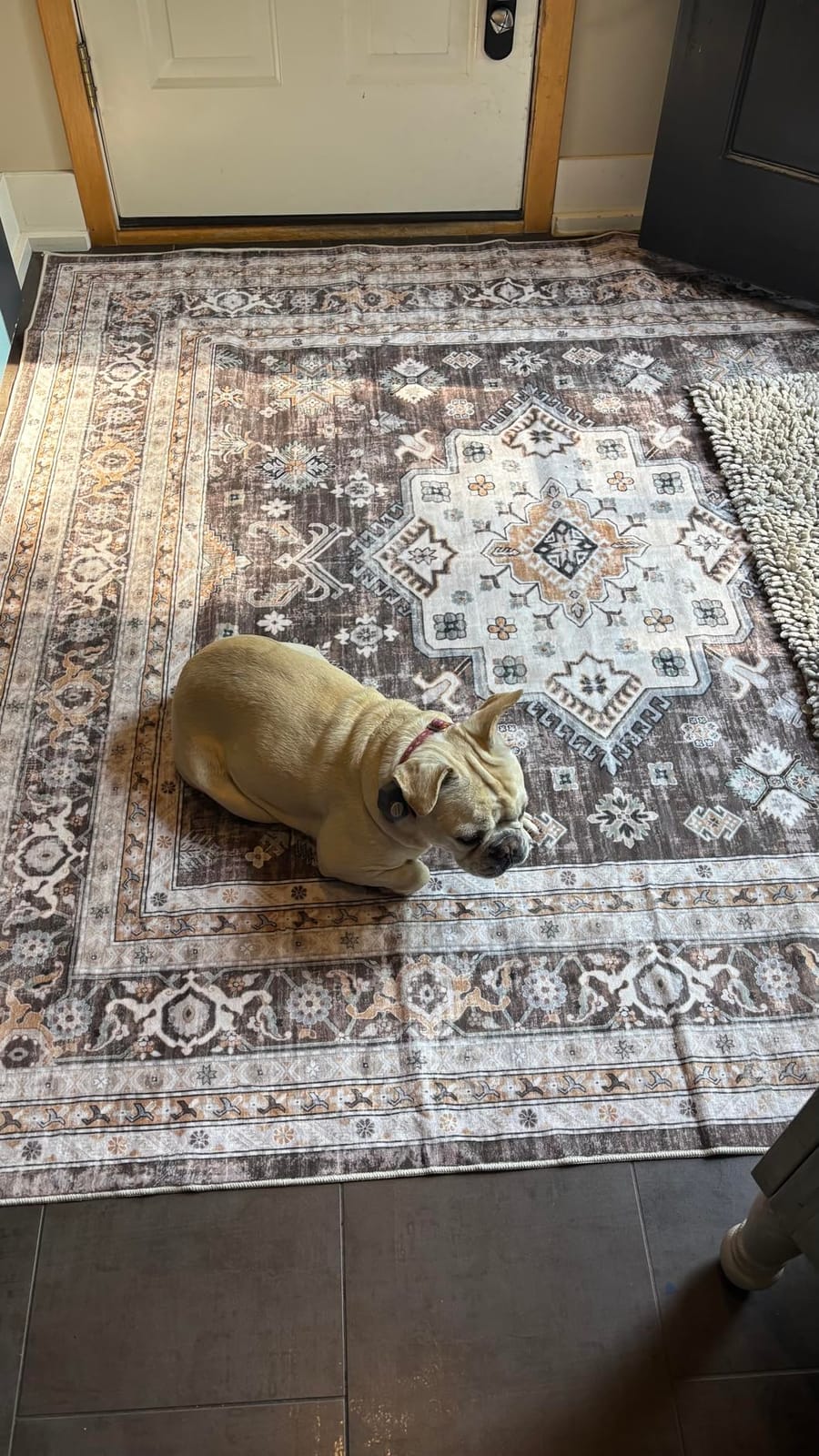 cotiled 5x7 Area Rug for Living Room, Washable, Traditional, Beige customer photo 1