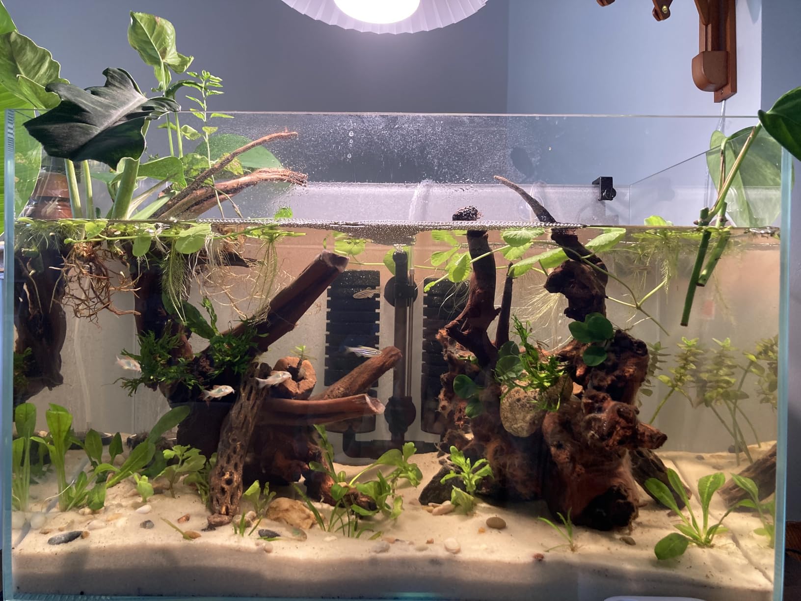 Allcolor Ultra Clear Rimless Aquarium Tank gallons Low Iron Glass Side Filtration + Anti-Jumping net (40Gal) customer photo 2