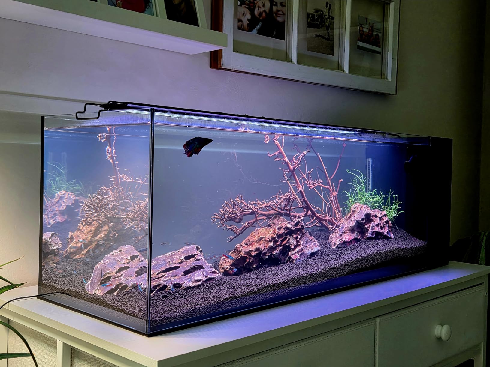 Ultum Nature Systems Dual AIO - Freshwater/Saltwater Compatible, All in One Rimless Tank with Triple Chamber Filtration System, Integrated Filter Aquarium with Leveling Mat - 10 Gallon, 60SA, Black customer photo 2